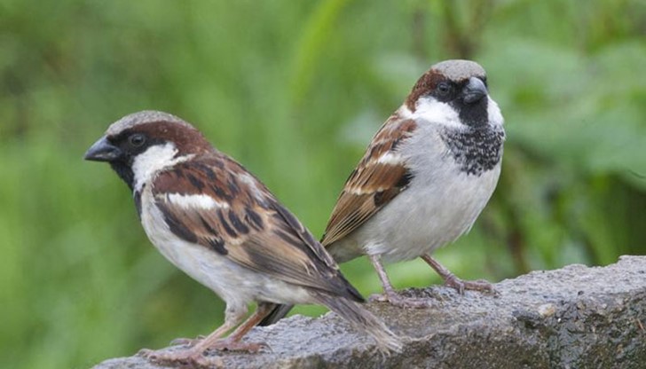 Популациите на врабчета у нас драстично намаляват