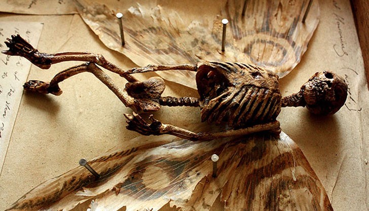 Колекцията наречена Мерилин съдържа хиляди кошмарни артефакти и неземни екземпляри