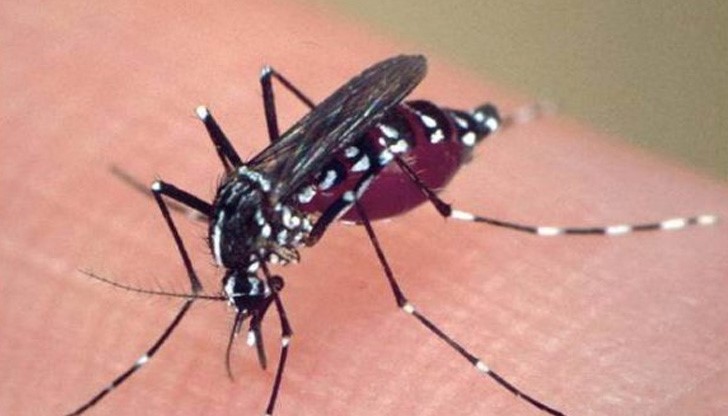 Комарите са отнесени в РЗИ, откъдето са пратени за анализ в Националния център по заразни и паразитни болести