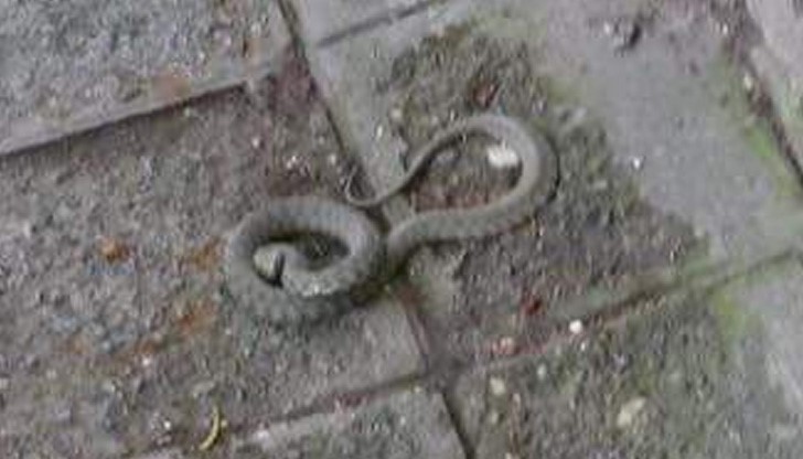 Свидетели, направили снимката твърдят, че змията е пепелянка