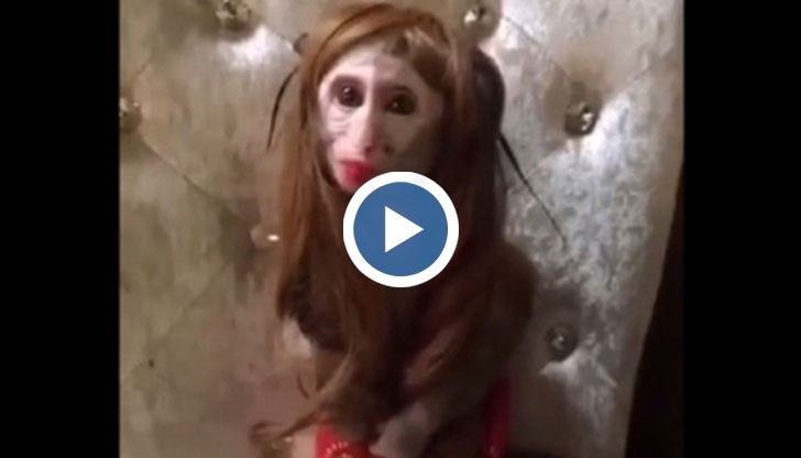 Животинката едва ли се чувства добре в това положение