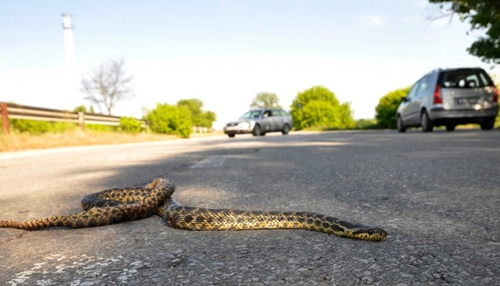 Очевидци разказаха, че най-вероятно става въпрос за смоци, които се припичат на асфалта