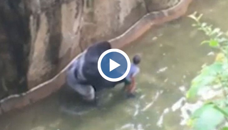 17-годишна горила беше застреляна в зоопарк, защото дете падна в клетката й