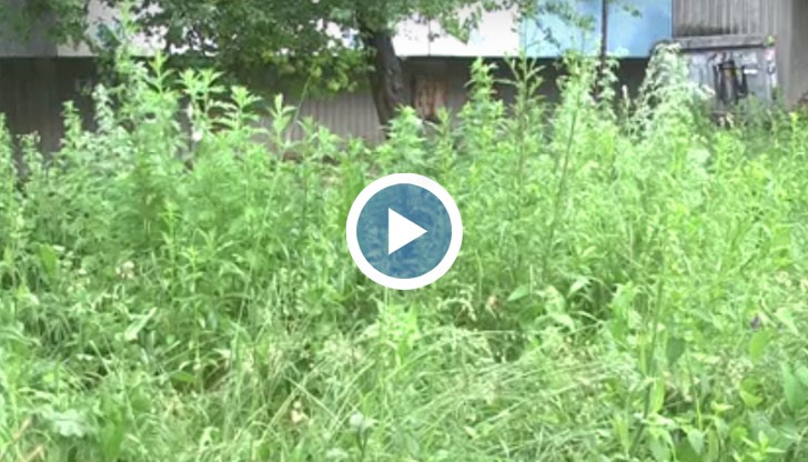 Общината започна косенето в квартал "Дружба 3" тази седмица