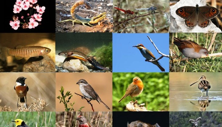 РИОСВ-Русе и ОУ „Любен Каравелов“ отбелязват Международния ден на биологичното разнообразие