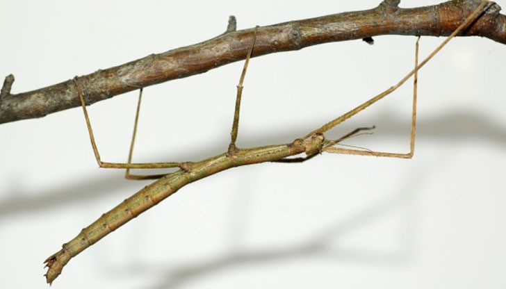 В света съществуват около 3000 вида от този род насекоми В света съществуват около 3000 вида от този род насекоми