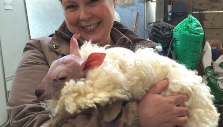 Животинчето се пръкнало без руно и много прилича на кенгуру