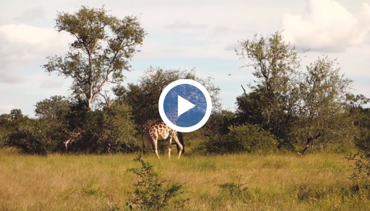 Българи разказват за преселването си в Африка