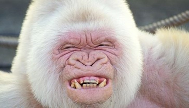 Скандален проект  в Съветска Русия - да се създаде хибрид между маймуна и човек.