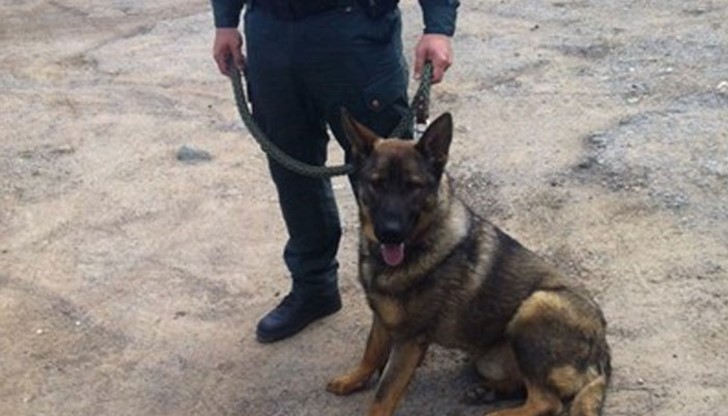Гранични полицаи от Драгоман и служебното куче Каро задържаха след преследване 15 нелегални имигранти и техен водач от Перник