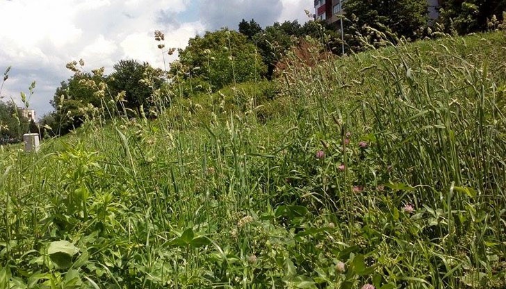 На места тревата в междублоковите пространства стига метър височина