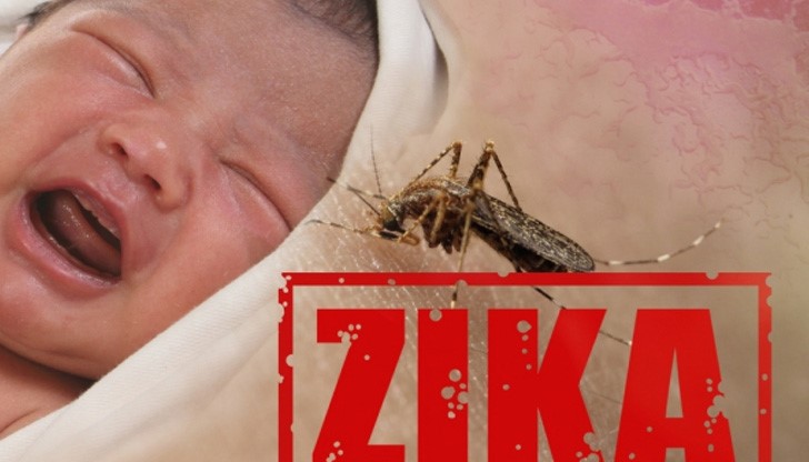 Основен разпространител на Зика се смятат комарите от вида Aedes aegypti