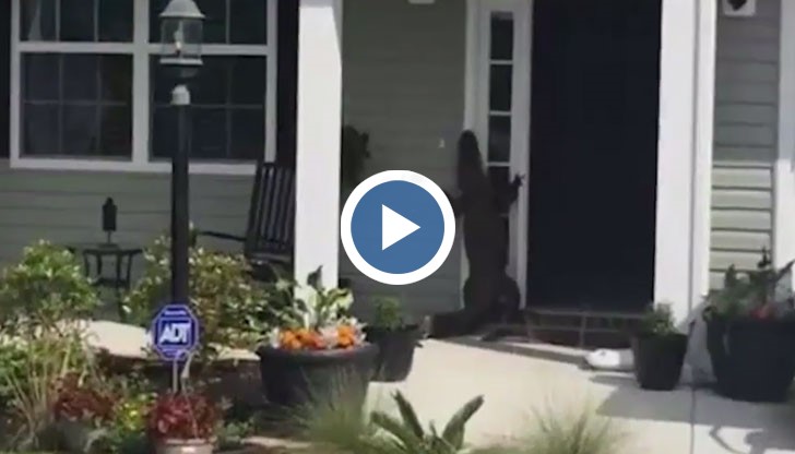 Алигатор беше заснет как се изправя на два от крайниците си и сякаш "звъни" на вратата