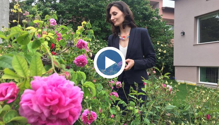 Розовата градина събира погледите на всеки, който мине покрай кметския дом