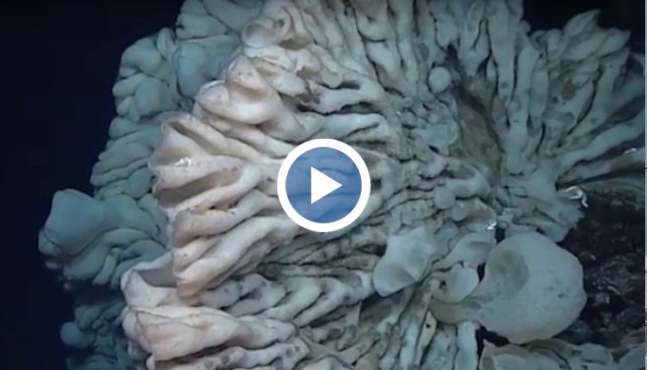 Учените смятат, че възрастта на откритата рекордьорка е няколко хиляди години