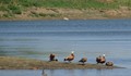 "Ин витро" птици пуснаха в язовир край Тутракан