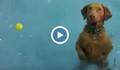 Куче не знае какво да прави в басейн