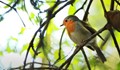 Сляп мъж може да идентифицира 3000 птичи песни