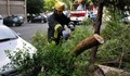 Дърво се стовари върху кола, деца се разминали на косъм