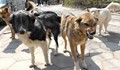 Глутница кучета нахапаха туристи в "Златни пясъци"