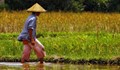 Китай отглежда ориз в пустинята