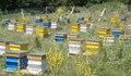 Нанесоха щети по пчелни кошери за над две хиляди лева в Русенско