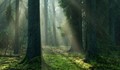 Двегодишно дете се изгуби в гора, докато си играе
