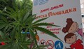 Детска градина е обрасла с канабис