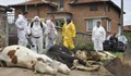 Умъртвиха първите 10 крави, хората са много уплашени