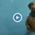 Куче не знае какво да прави в басейн