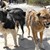 Глутница кучета нахапаха туристи в "Златни пясъци"