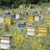 Нанесоха щети по пчелни кошери за над две хиляди лева в Русенско