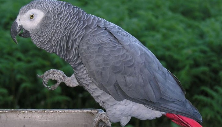 През 2015 г. 48-годишната Глена Дюраме е обвинена в убийството на мъжа си Мартин пред очите на домашния им любимец