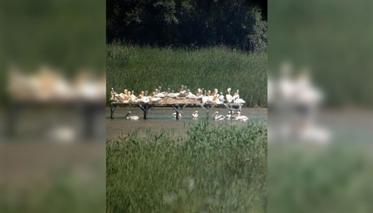 Досега единственото гнездовище на този рядък вид у нас бе в езерото