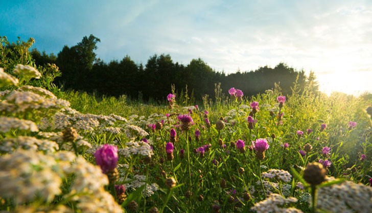 Преди този ден звездите слизали от небето и дарявали всички растения с огромна лечебна сила Преди този ден звездите слизали от небето и дарявали всички растения с огромна лечебна сила