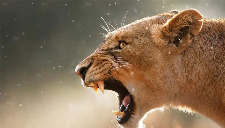 Пумата влязла в двора на къщата и нападнала момченцето