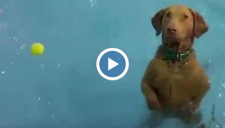 Това куче стана истинска сензация в интернет