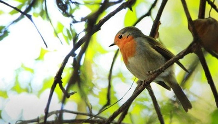 29-годишният Куласо си дал сметка, че притежава подобна способност, когато бил дете 29-годишният Куласо си дал сметка, че притежава подобна способност, когато бил дете