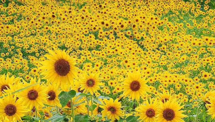 Усмихвайте се, колкото се може повече! Усмихвайте се, колкото се може повече!