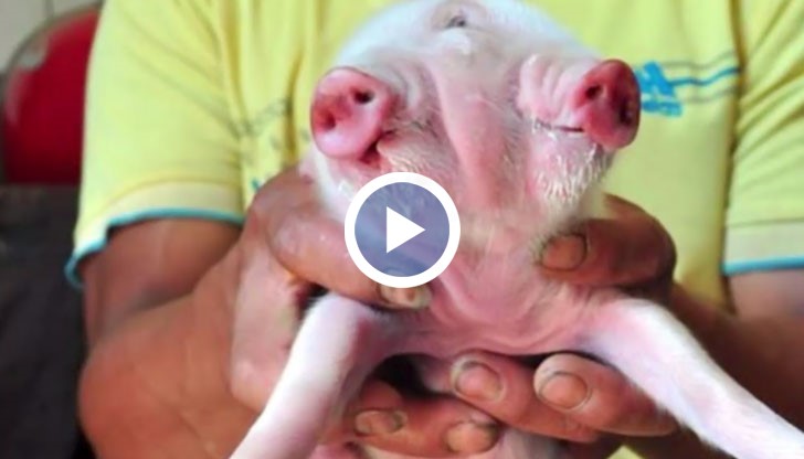 Прасенцето, което е само на 6 дни, се появява във видео, което може да се види в интернет