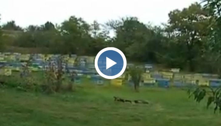 Пчеларите са притеснени и от слабата реколта тази година