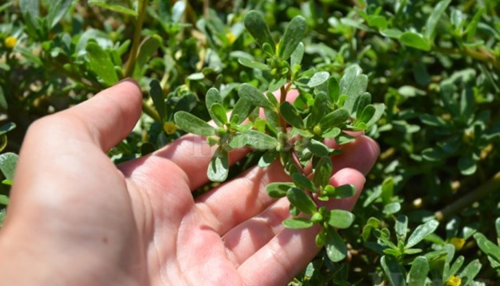 Тученицата има изключително високи нива на омега-3 мастни киселини Тученицата има изключително високи нива на омега-3 мастни киселини