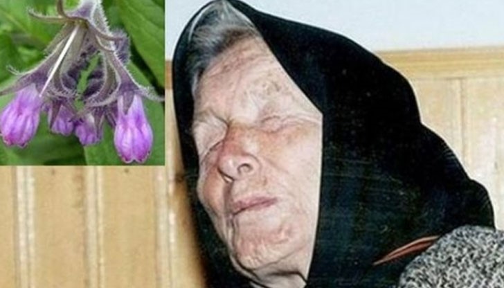 С отвара от билката черен оман ще правят промивки на раните на Очите С отвара от билката черен оман ще правят промивки на раните на Очите