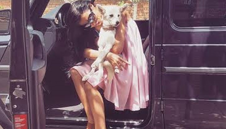 Дизайнерката е приютила бездомно куче, но то на свой ред е било пълно с бълхи