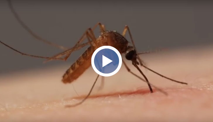 Сложният процес на засмукване на човешка кръв от комарите в детайли