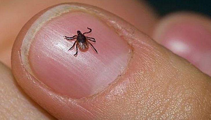 Кърлежът не трябва да се върти, да не се маже с олио и да се задушава, защото това води до риск от заразяване Кърлежът не трябва да се върти, да не се маже с олио и да се задушава, защото това води до риск от заразяване