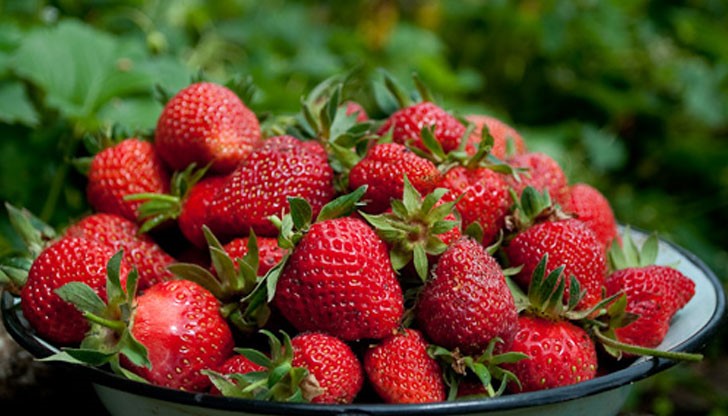 Как и за какво се ползват дръжките на ягодите, които аз лично досега изхвърлях? Как и за какво се ползват дръжките на ягодите, които аз лично досега изхвърлях?