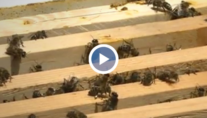 Сергей Петров и колегите му създават уред, който се внедрява в пчелните кошери