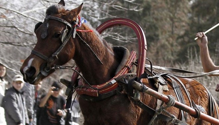 12-годишен младеж не успял да удържи впрегнатото животно 12-годишен младеж не успял да удържи впрегнатото животно