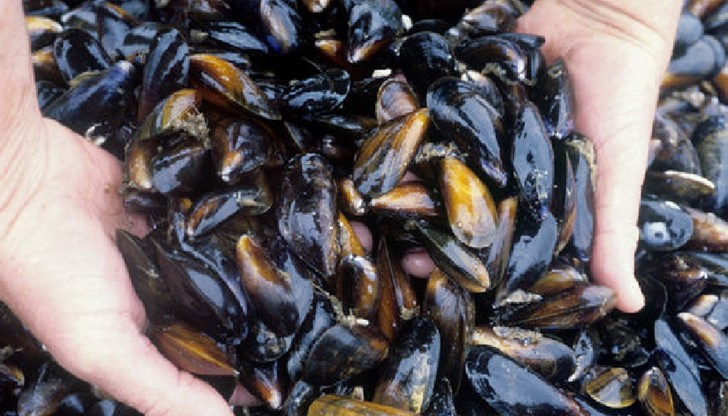 Морската вода и мидите са разпространители на онкологични заболявания Морската вода и мидите са разпространители на онкологични заболявания